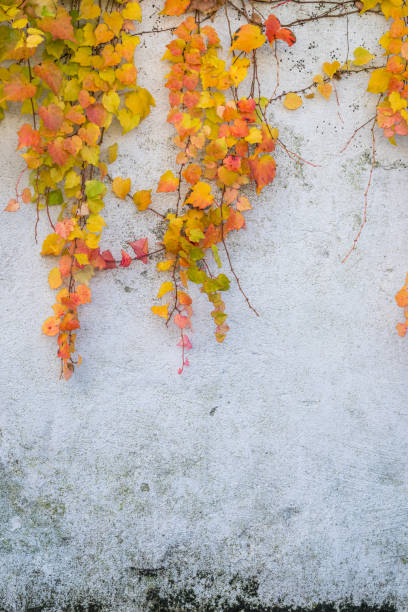 istock Colorful autumn leaves on the white wall 1136521772