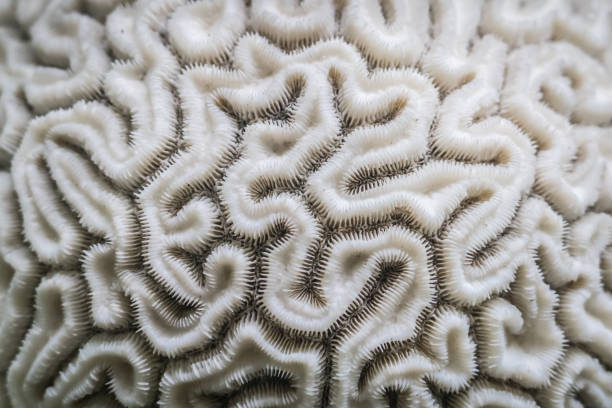 istock Coral close-up looking like the inside of human brain 1136521820