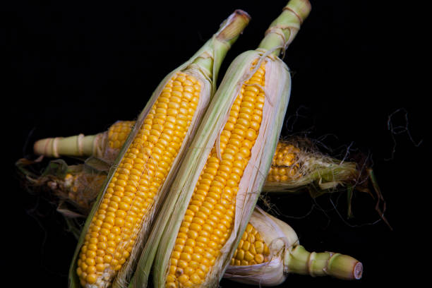 istock Cobs of ripe corn lie on black background 1136522234