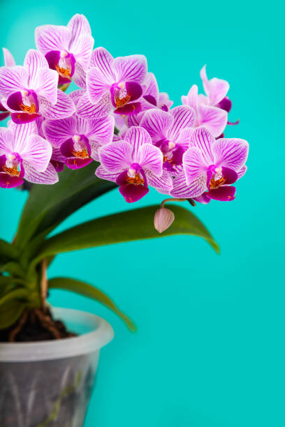 istock Beautiful pink orchid in a pot. 1136524475