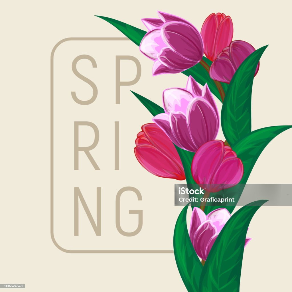 Ve Hoa Tulip Hoa Khung Hình Vuông Hoặc Viền Hoa Mùa Xuân Với Hoa ...