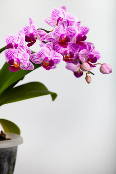 istock Beautiful pink orchid in a pot. 1136524666