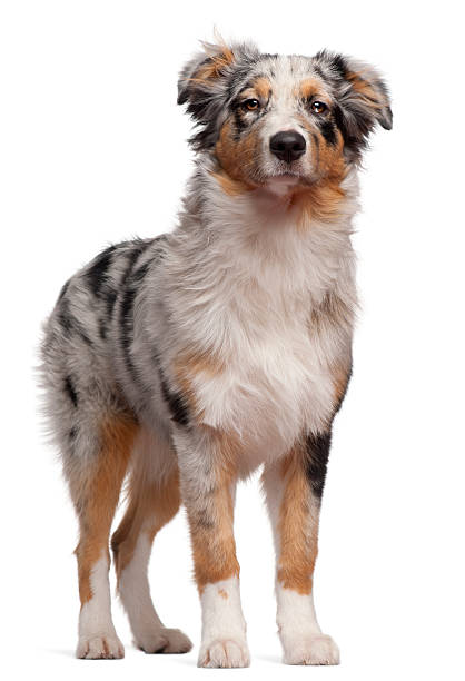 istock Front view of Australian Shepherd dog standing, white background. 113652541