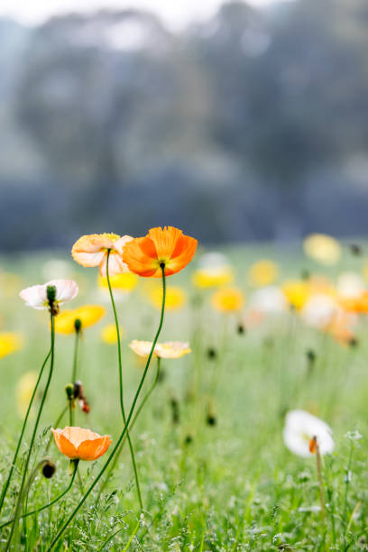 красный мак в красивом свете заката - field poppy single flower flower стоковые фото и изображения