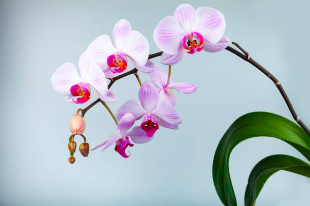 istock Beautiful pink orchid closeup. 1136526852