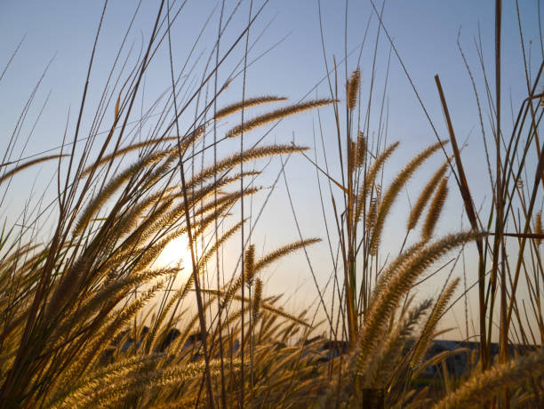 istock Group of grass flowers on blue sky background 1136527050