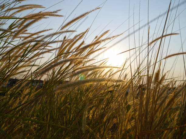 istock Group of grass flowers on blue sky background 1136527055