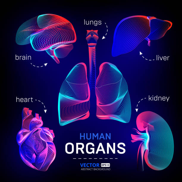 ilustraciones, imágenes clip art, dibujos animados e iconos de stock de conjunto vectorial de diferentes órganos interiores humanos contorno o estructura alámbrica para infografías médicas en abstractas líneas de geometría 3d de textura y contorno de ondas de gradiente ilustración de diseño gráfico sobre fondo oscuro - human lung