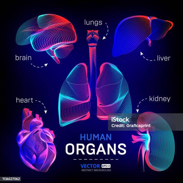 Ilustración de Conjunto Vectorial De Diferentes Órganos Interiores Humanos Contorno O Estructura Alámbrica Para Infografías Médicas En Abstractas Líneas De Geometría 3d De Textura Y Contorno De Ondas De Gradiente Ilustración De Diseño Gráfico Sobre Fondo Oscuro y más Vectores Libres de Derechos de Pulmón