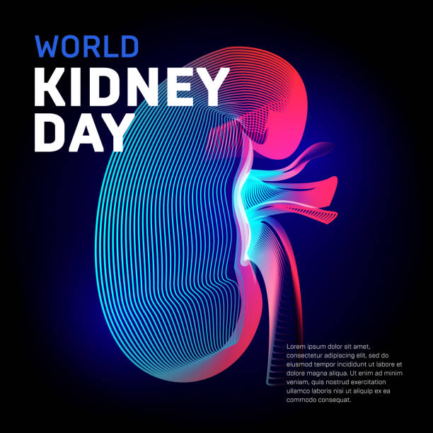 ilustrações de stock, clip art, desenhos animados e ícones de world kidney day health vector bean human organ silhouette contour in abstract 3d geometry lines texture and outline gradient waves vintage modern trendy graphic design illustration on dark background - two dimensional shape illustrations