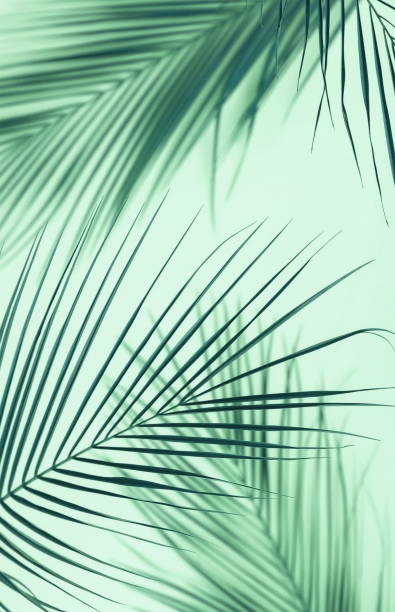 istock tropical green palm leaves, branches pattern pastel blue toned background. flat lay, top view.copy space.abstract. 1136527308