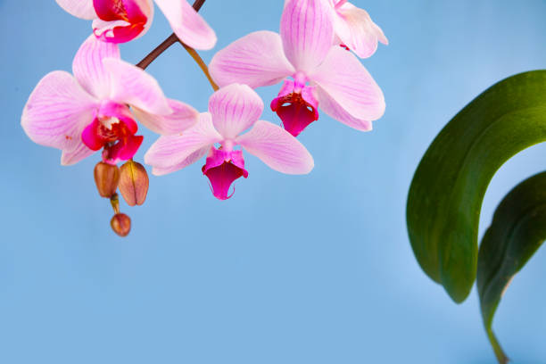 istock Beautiful pink orchid closeup. 1136528589