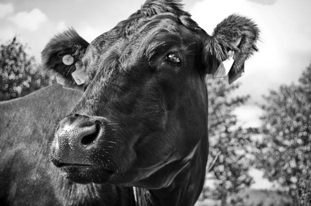istock A Cow in the Paddock looking around on a lovely summers  day. 1136529146