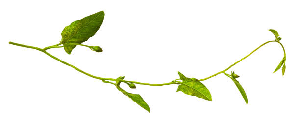 istock Bindweed sprigs with green leaves and buds 1136530036