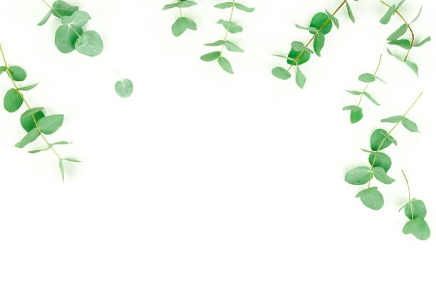 istock green eucalyptus leaves, branches, herbs,  plants frame border on white background top view. copy space. flat lay 1136531792