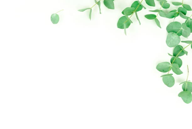 istock green eucalyptus leaves, branches, herbs,  plants frame border on white background top view. copy space. flat lay 1136531920