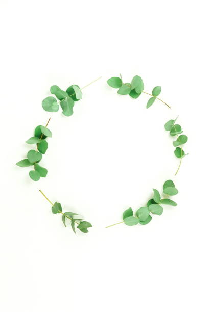 istock green eucalyptus leaves, branches, herbs,  plants wreath, frame, border on white background top view. copy space. flat lay 1136531933