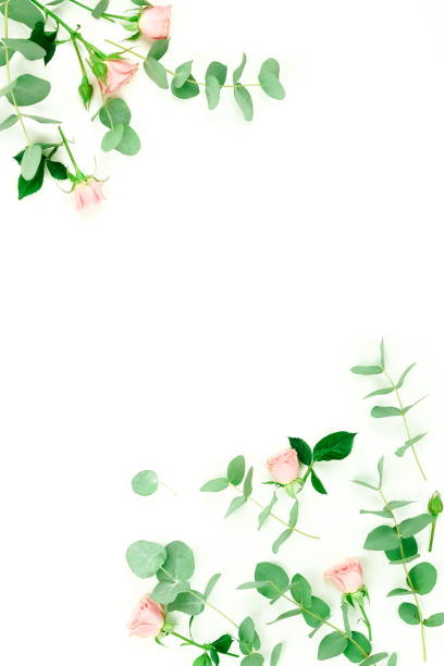 istock Flowers composition background. pink  roses and eucalyptus leaves branches on white background top view.  Copy space 1136532160