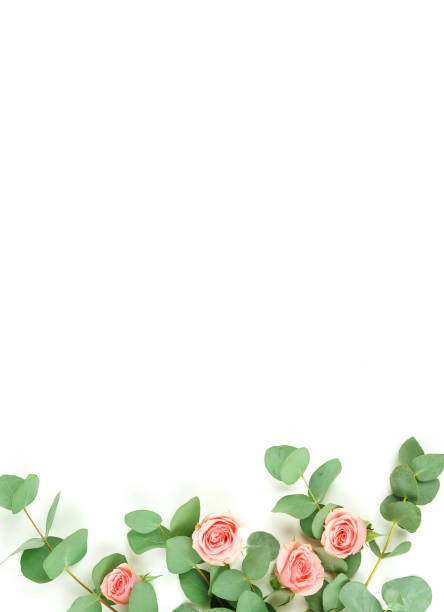 istock Flowers composition background. pink  roses and eucalyptus leaves branches on white background top view.  Copy space 1136532161