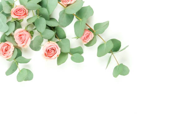 istock Flowers composition background. pink  roses and eucalyptus leaves branches on white background top view.  Copy space 1136532245