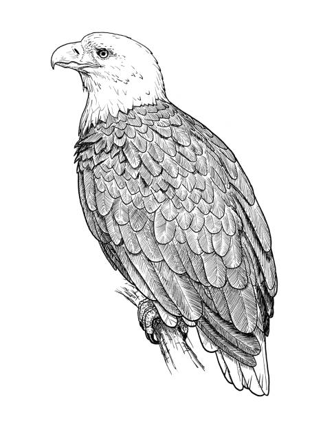 рисунок американского лысого орла. ручной эскиз птицы haliaeetus leucocephalus, черно-белая иллюстрация - leucocephalus stock illustrations