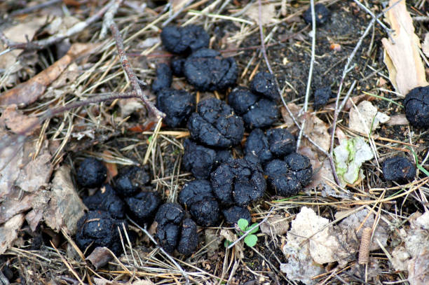 Legacy of Wild Boars