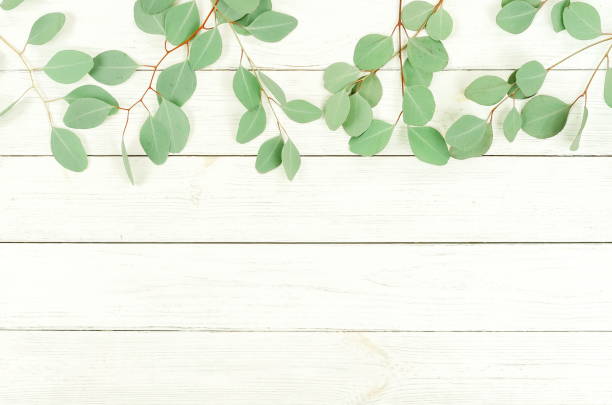 istock green eucalyptus branches herbs, leaves,  plants frame border on white wooden background top view. copy space. flat lay 1136536828