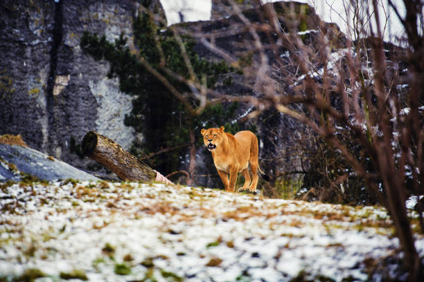 Portrait of a lioness