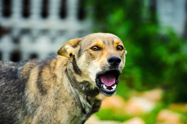 istock Portrait of funny dog 1136537019