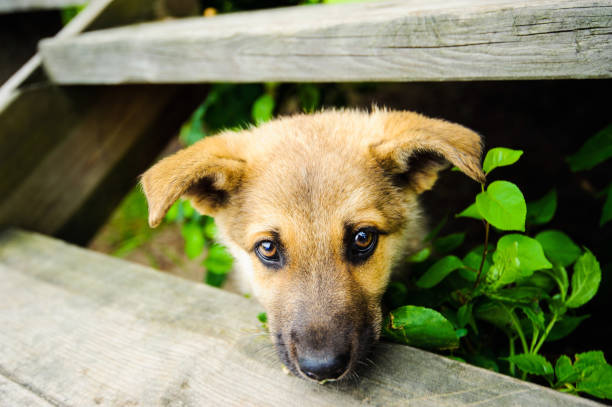 istock cute little puppy 1136537079