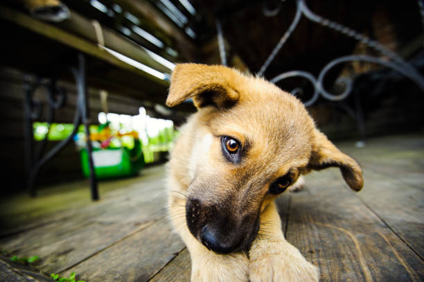 istock cute little puppy 1136537082