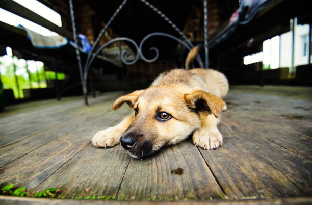 istock cute little puppy 1136537087