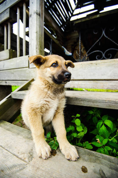 istock cute little puppy 1136537088