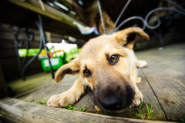 istock cute little puppy 1136537089