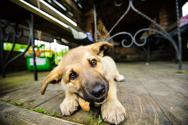 istock cute little puppy 1136537093