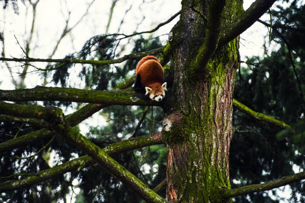 istock Portrait of a Red Panda ( Ailurus fulgens ) 1136537095