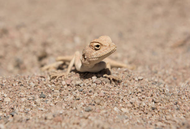 istock Egyptian desert agama lizard in harsh arid environment 1136539354