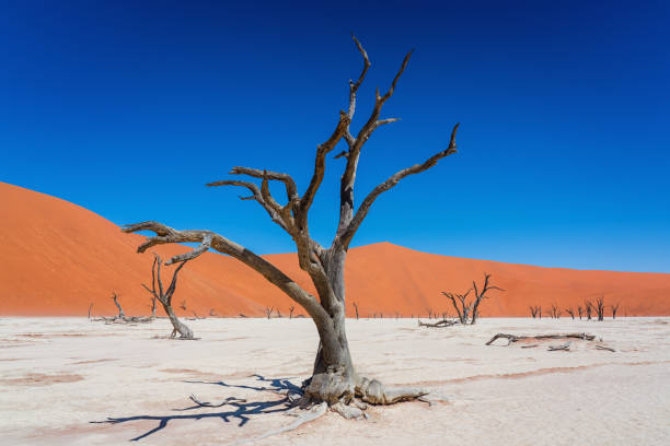 Dead Vlei Salt Pan Namib Desert Sossusvlei Namibia Dead Vlei Sossusvlei. Dark old Camelthorn Tree in dry salt pan desert landscape suurounded with orange sand dunes. Surreal Desert Landscape. Sossusvlei, Dead Vlei, Namib Desert, Namibia, Africa. namib sand sea stock pictures, royalty-free photos & images