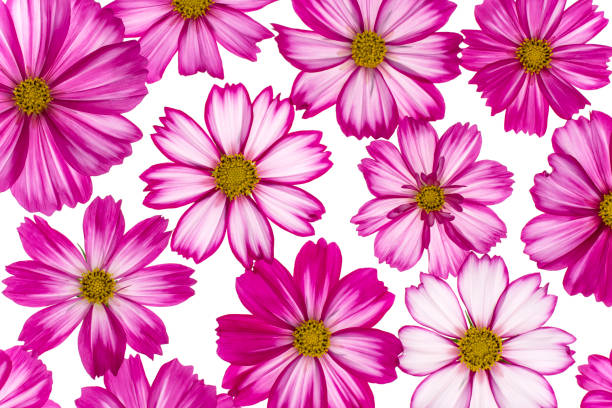 tła kwiatów kosmosu - daisy marguerite deep focus flower zdjęcia i obrazy z banku zdjęć