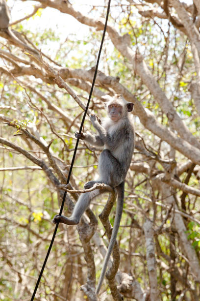 istock The little monkey is climbing the wires. 1136539484