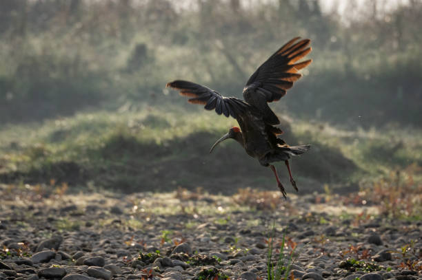 istock Red-Naped Ibis or the Pseudibis papillosa 1136539801