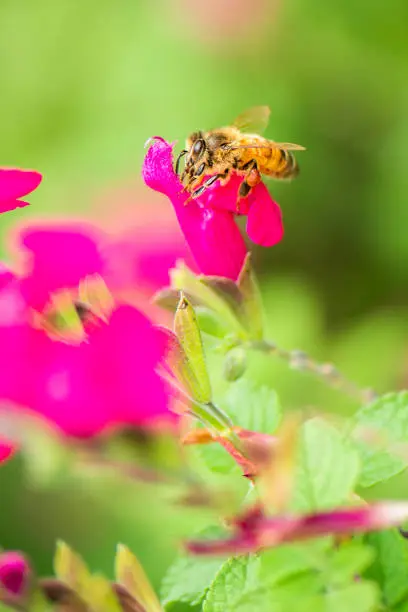European honey bee outside in nature during the day