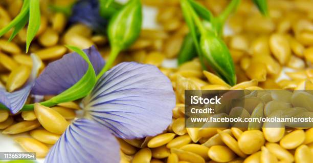 Golden Flax Seeds With Blue Flower Petals Closeup Stock Photo - Download Image Now - Acid, Alternative Medicine, Backgrounds