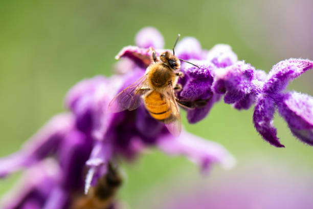 European honey bee outside in nature during the day