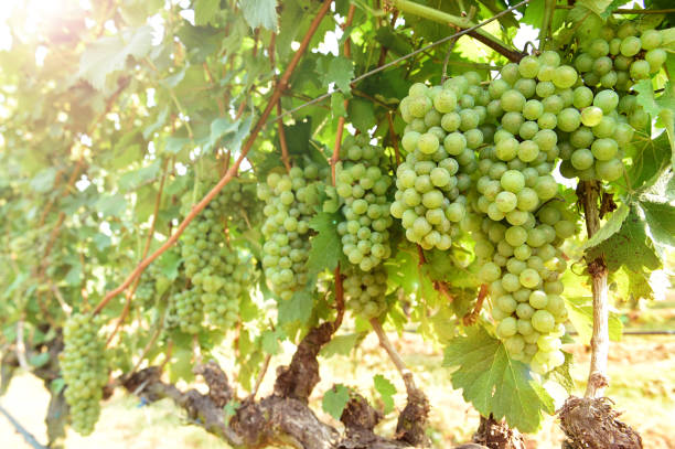 istock Vine and bunch of white grapes 1136541431