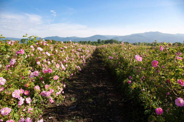 Rows of Bloomed Roses in an Agricultural Field stock photo
