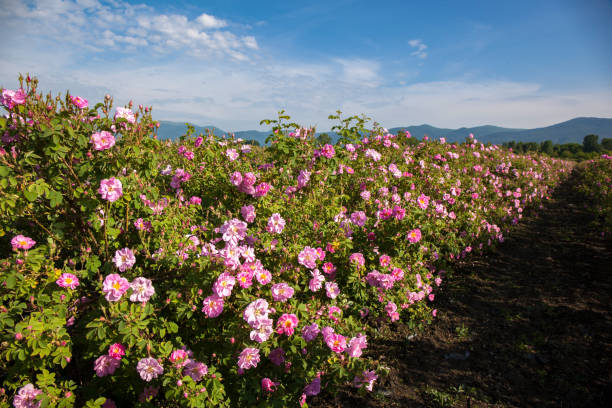 Rows of Roses in a Farm Field stock photo