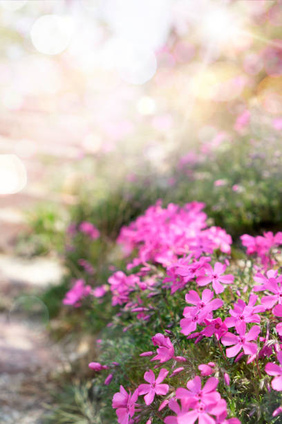 istock Blooming spring flowers Wild flowers 1136542623