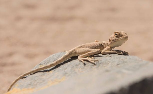 istock Closeup of egyptian desert agama lizard on a rock 1136542844