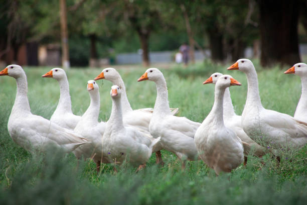 istock Domestic Geese in the grass 1136544137
